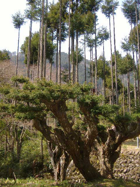 400年の台杉